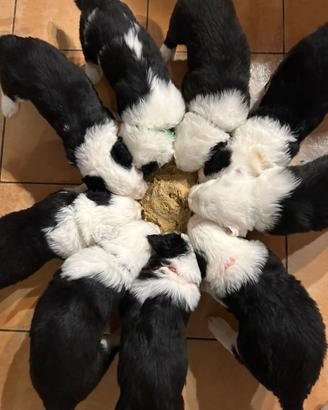 Cuccioli di Bobtail (provincia di Bologna)