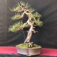 bonsai 