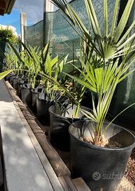 palma Chamaerops Humilis ( palma di san pietro )