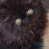 Cuccioli di Gatto Persiano