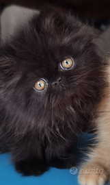 Cuccioli di Gatto Persiano