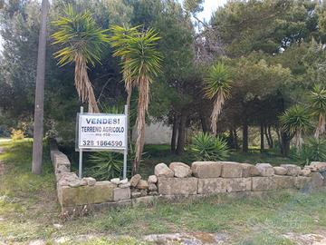 Terreno agricolo a torre santandrea otranto