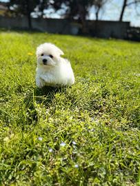 Cucciolo maschio maltese