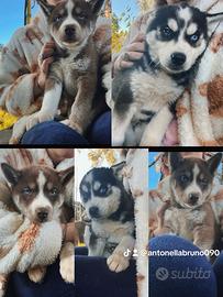 Cuccioli Siberian Husky