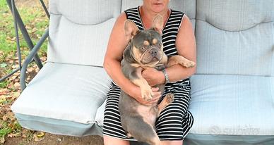 Buldog francese