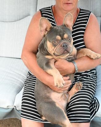 Buldog francese