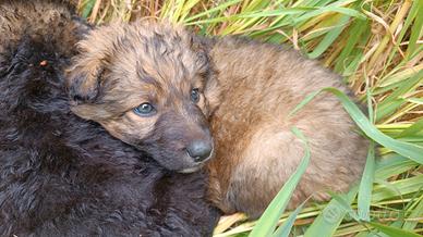 Cuccioli 2 Mesi Si Regalan0