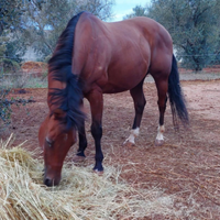 Cavallo appaloosa non color , castone