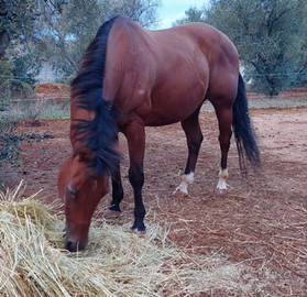 Cavallo appaloosa non color , castone