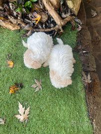 Maschietti di Maltipoo