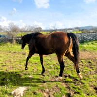 Purosangue Inglese (PSI) - Orleans (ITA)