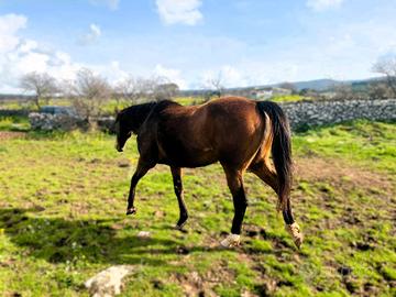 Purosangue Inglese (PSI) - Orleans (ITA)