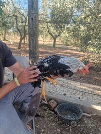 Gallo Livorno collo argento