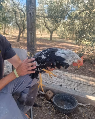 Gallo Livorno collo argento