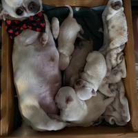 Chihuahua mini pelo corto