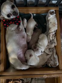 Chihuahua mini pelo corto