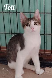 Toti gattino 3 mesi