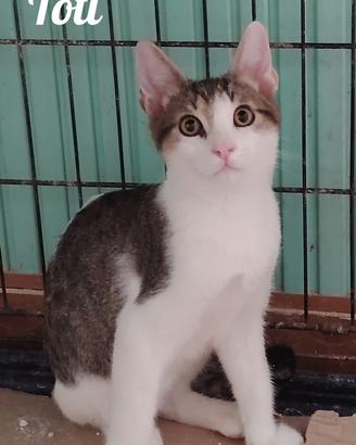Toti gattino 3 mesi