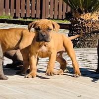 Cane Corso Fulvo - maschio e femmine