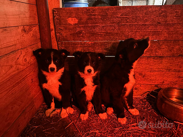 Border collie