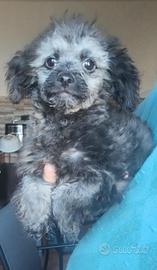 Barboncino toy silver maschio