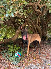 Malinois
