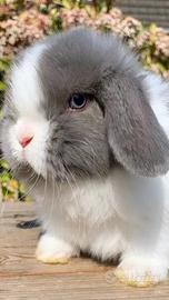 Conigli MINI LOP con gli occhi BLU