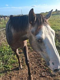 cavallo 