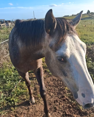 cavallo 