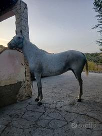 Cavalla