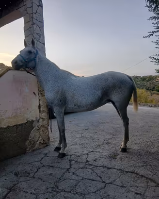 Cavalla