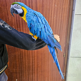 Ara ararauna allevato a mano maschio 7 anni