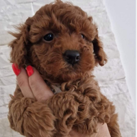 Barboncini mini toy red