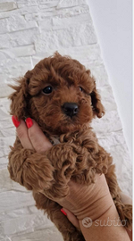 Barboncini mini toy red