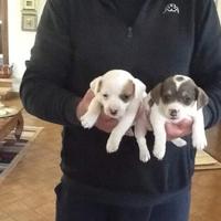 Cuccioli di jack Russell con Pedigree