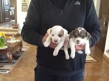 Cuccioli di jack Russell con Pedigree