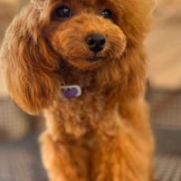 Barbone toy per monte