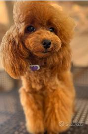 Barbone toy per monte