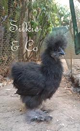 2 pulcini moroseta SILKIE 2 mesi