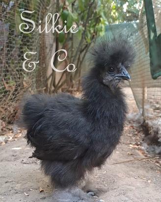 2 pulcini moroseta SILKIE 2 mesi