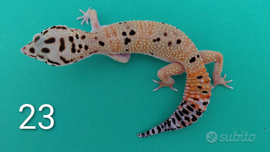 Geco leopardino