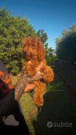 Barboncino toy