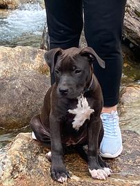 Cucciola amstaff
