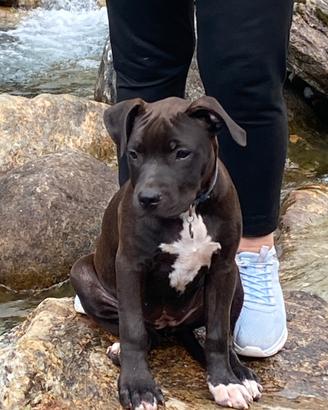 Cucciola amstaff