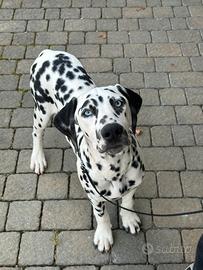 Dalmata con pedigree occhi azzurri