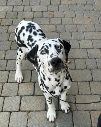 Dalmata con pedigree occhi azzurri