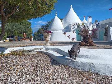 Ostuni trullo certosa a 4 km citta