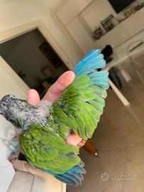 Pyrrhura (conuro guance verdi) pullo