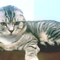 Gatto per monta Scotish Fold 170 euro