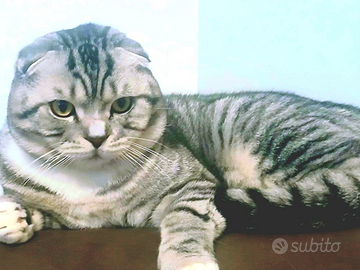 Gatto per monta Scotish Fold 170 euro